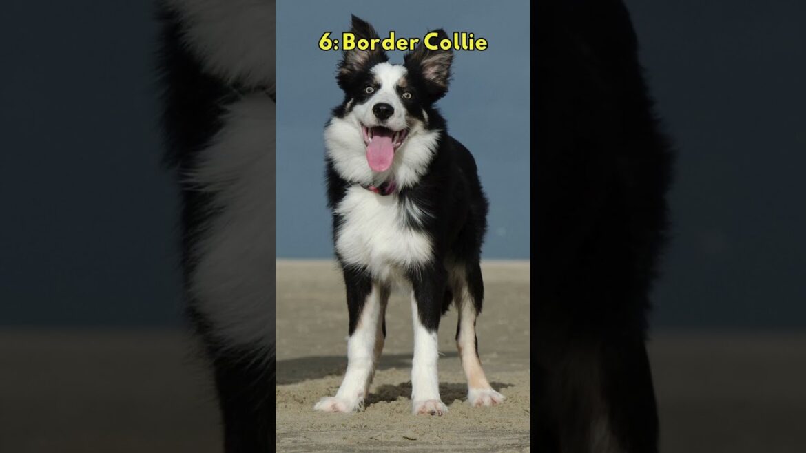Top 10 Most Beautiful Dog Breeds in the World 2025 🐕✨ | You Won’t Believe #1! #top10 #beautiful