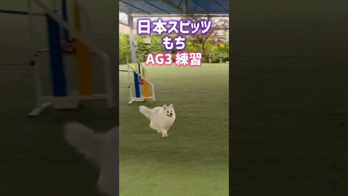 AG3練習【日本スピッツ☆もち】オーバーが多かったよー