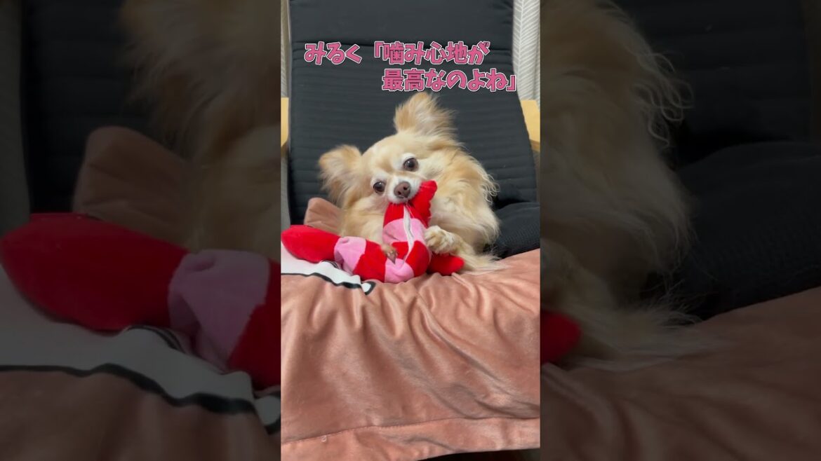 えびのおもちゃで遊ぶチワワが可愛い　#ロングコートチワワ　#犬 #犬好きさんと繋がりたい #犬と猫どっちも飼ってると毎日たのしい #多頭飼い