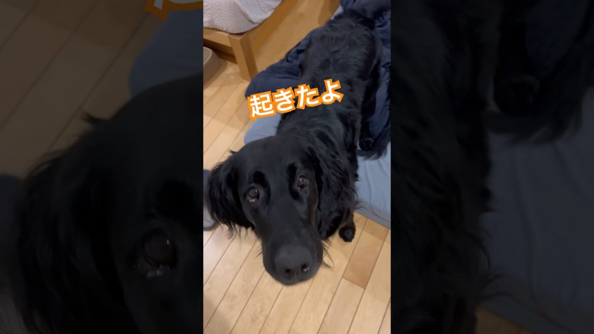 今日もグダグダな感じです#flatcoatedretriever #フラットコーテッドレトリバー #寝起き