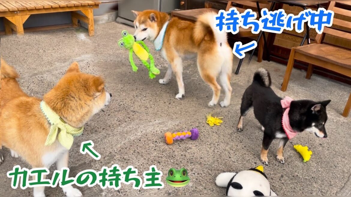 自分がもらったカエルおもちゃを家族に貸す柴犬(巨体兄)が優しくていじらしいんだけど最後は最強柴犬ママに乗っ取られた感じが何ともかわいい 自分がもらったカエルおもちゃを家族に貸す柴犬(巨体兄)が優しくていじらしいんだけど最後は最強柴犬ママに乗っ取られた感じが何ともかわいい