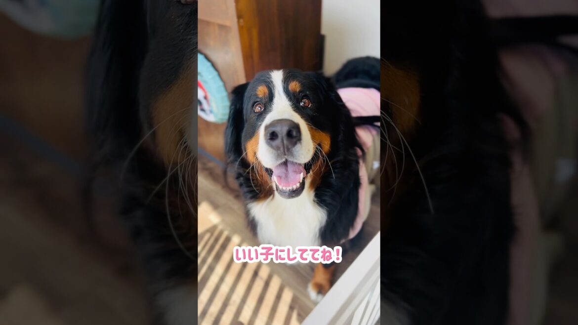 5月なのに⁉️換毛期がまだ来ないバーニーズ🐾美容室でさっぱり✨