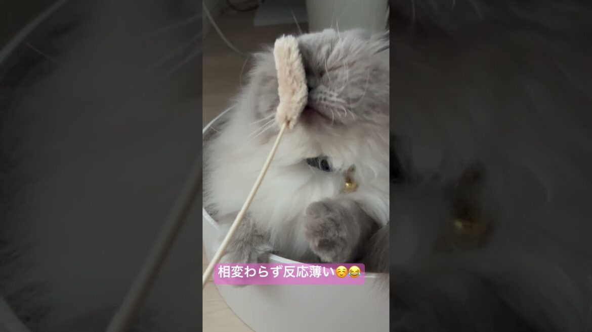 久しぶりにタップチャレンジしたヒマラヤンのマーベル🐈🐾 #猫のいる暮らし #cat #ねこ #猫好きさんと繋がりたい #かしわねこ #shorts