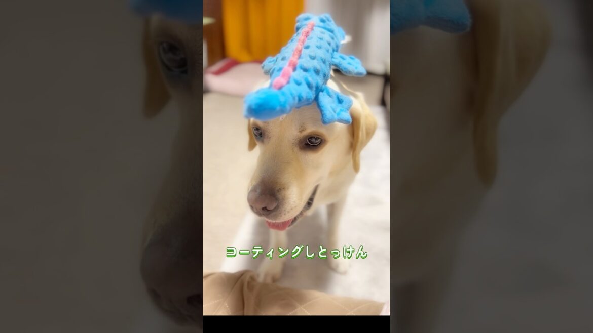 ダブルコートだけん毛ェの乾かんとです♨️🐶