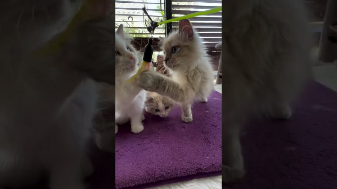 Epic Kitten Showdown: The Sparkle Stage Awaits!
