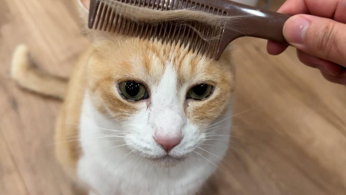 ロビンは大嫌いな採血を頑張りました。