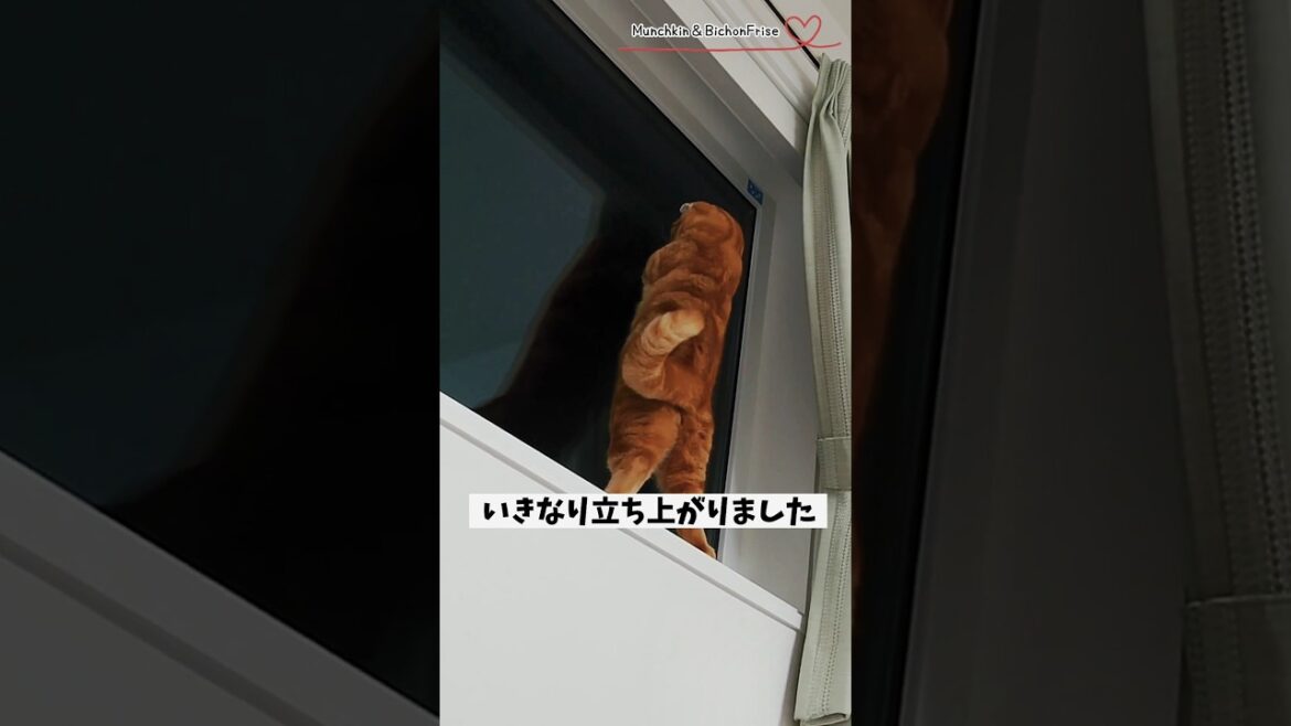【マンチカン】自宅警備員の短足猫は夜もにゃるそっくに余念がありません【犬と猫、両方飼ってると毎日かわいい♥】