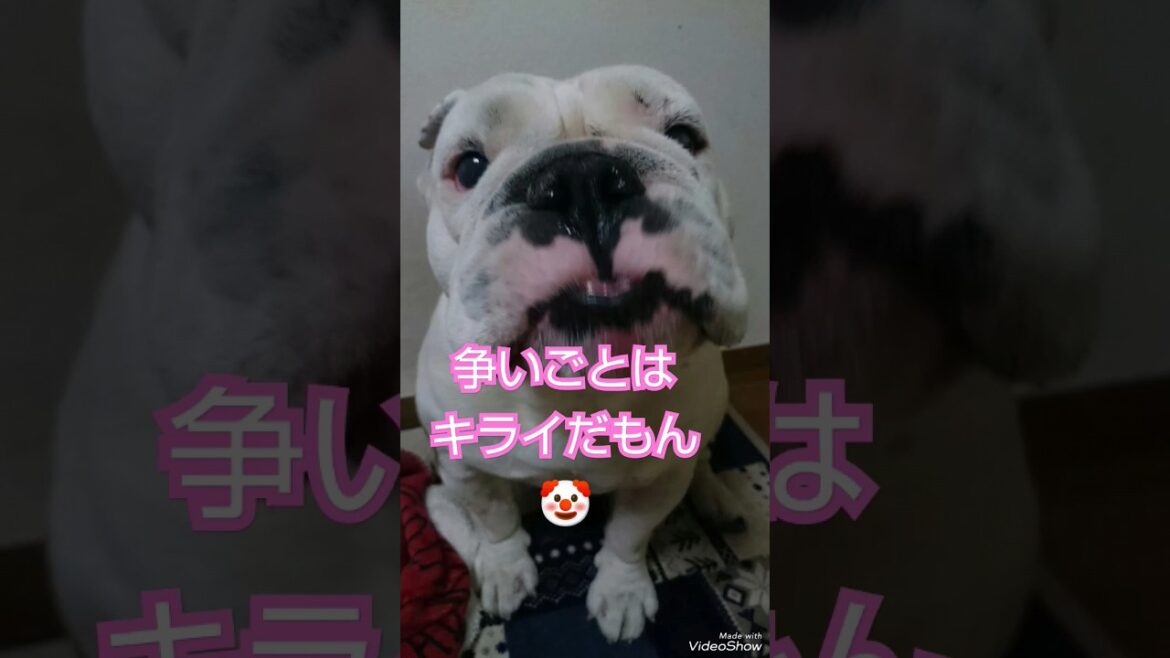 ブルドッグのボスの性格はズバリ○○です🤣