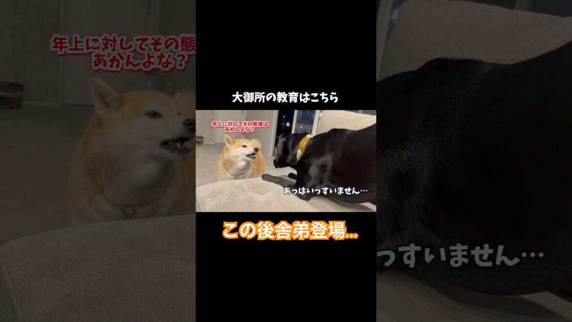 【上下関係のまだ分からないレトリバー】を教育する柴犬と力不足のハスキーが面白すぎる #柴犬 #シベリアンハスキー#shorts