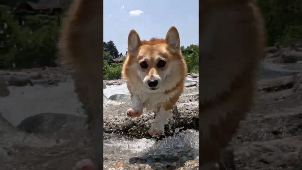 心弾ませてついてくるコーギー / A corgi following with a bouncing heart. #コーギー #corgi #サクラ