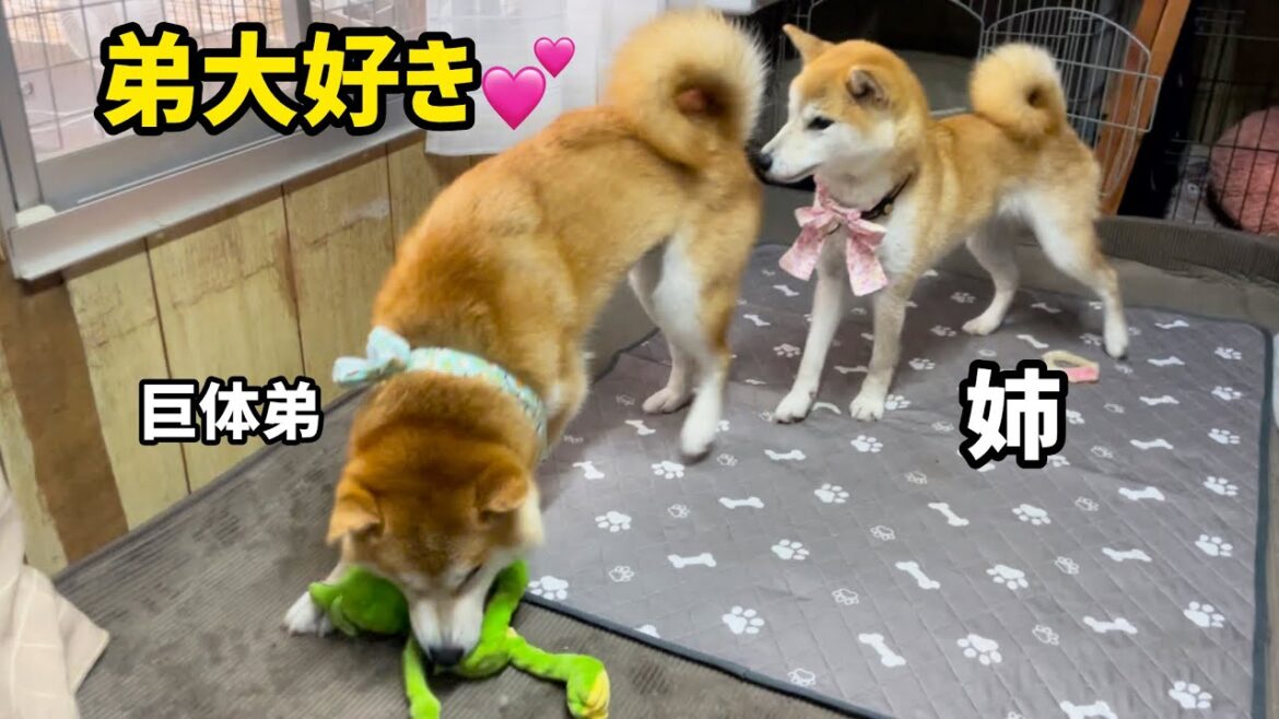 おもちゃも弟もどっちも溺愛する柴犬姉さんがおもしろい
