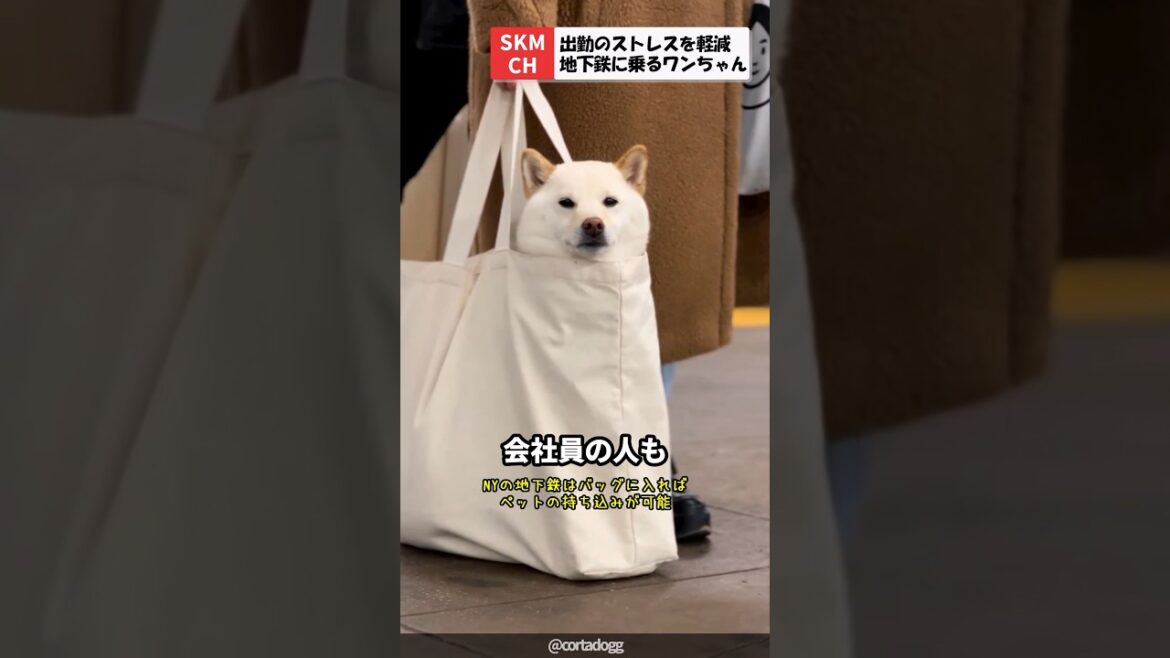 毎朝、地下鉄に乗って出勤する柴犬