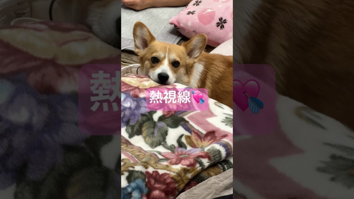 視線だけで訴えてくるコーギー #コーギー #コーギーぷう子 #いやしわんこ