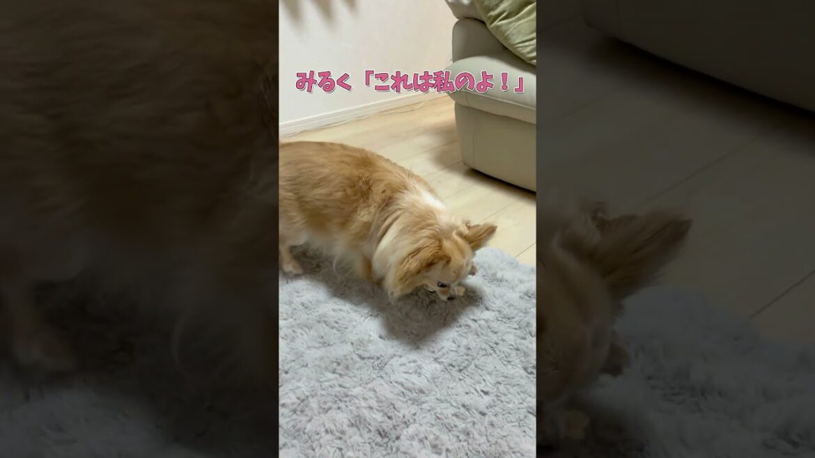 おもちゃを誰にも渡したくないチワワが可愛い　#ロングコートチワワ　#犬 #犬好きさんと繋がりたい #犬と猫どっちも飼ってると毎日たのしい #多頭飼い