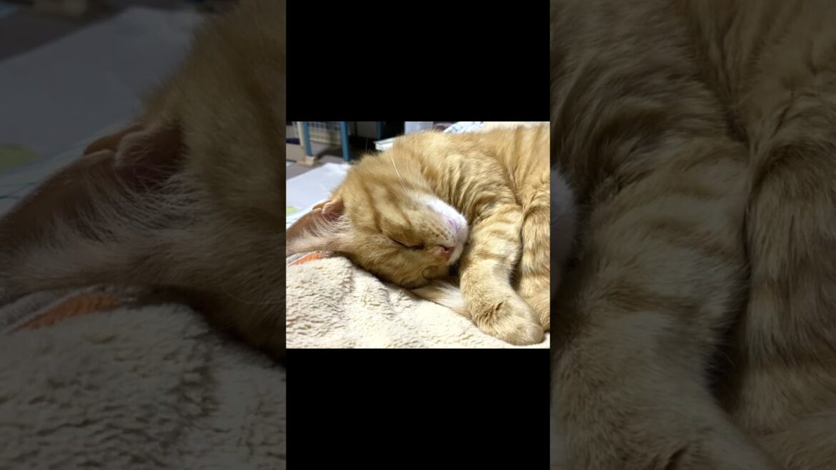 夢の中で、もぐもぐしてる？ Is Tsukimi eating, in her dream? #shorts