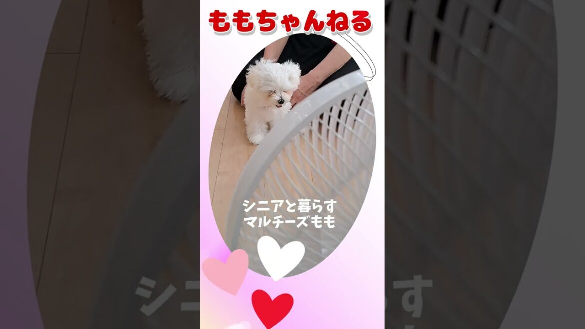 ＃ももちゃんねる＃扇風機＃初めて＃シニアと暮らすマルチーズもも＃初めて＃可愛い＃マルチーズ＃シニア＃暮らす＃風＃涼しい #子犬 #癒し #子犬 #puppy #かわいい #癒し #子犬