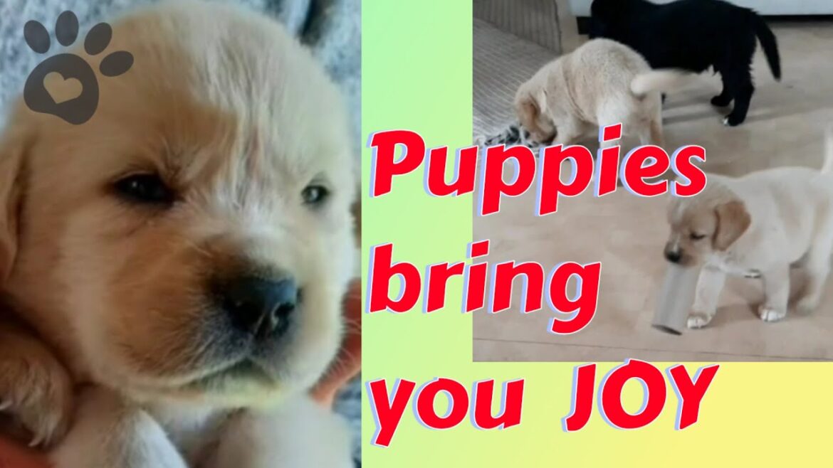 Puppies playing ๐งก Happiness overload ๐ Retriever joy Puppies playing ๐งก Happiness overload ๐ Retriever joy