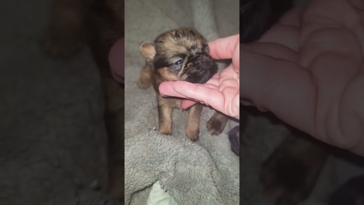 Brussels Griffon Puppies 3 weeks old #brusselsgriffon #puppy #cute #pets