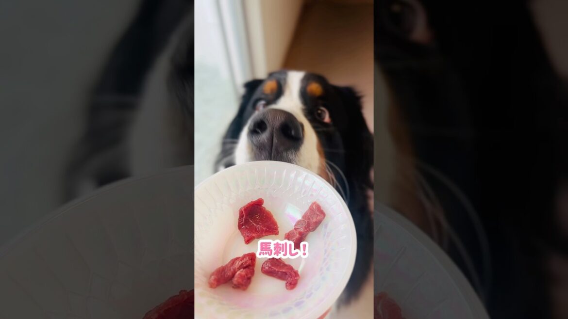 早く食べたい‼️バーニーズの馬刺しデビュー🐾