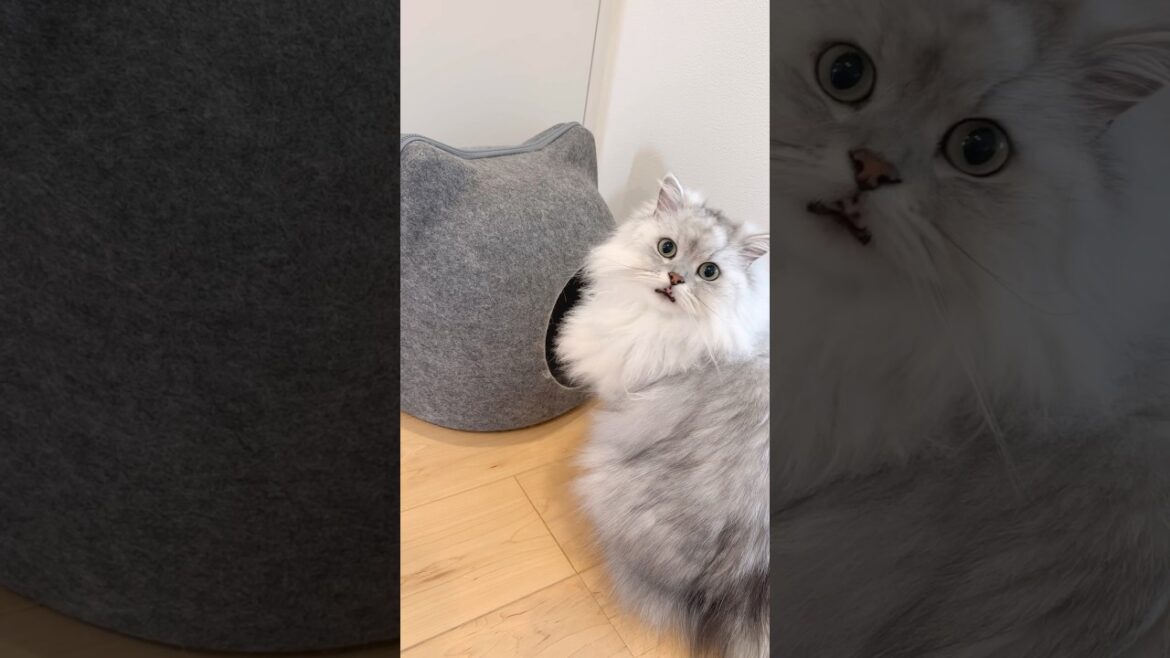 見えないもふもふ猫バトル 【サイベリアン】 #Shorts