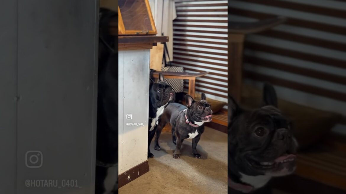 レブちゃんに会いにきたほたる。 #frenchbulldog #フレンチブルドッグ