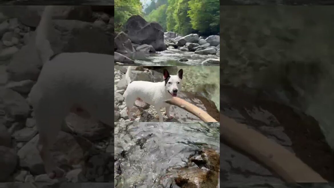 #bullterrier  #dog#pets #japan#pitbull #長野県阿寺渓谷