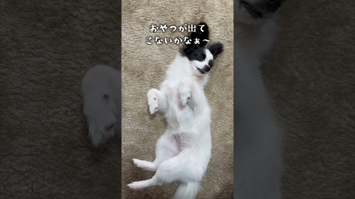 現実逃避シリーズ７　 #パピヨン #papillon #可愛い　#子犬お迎え