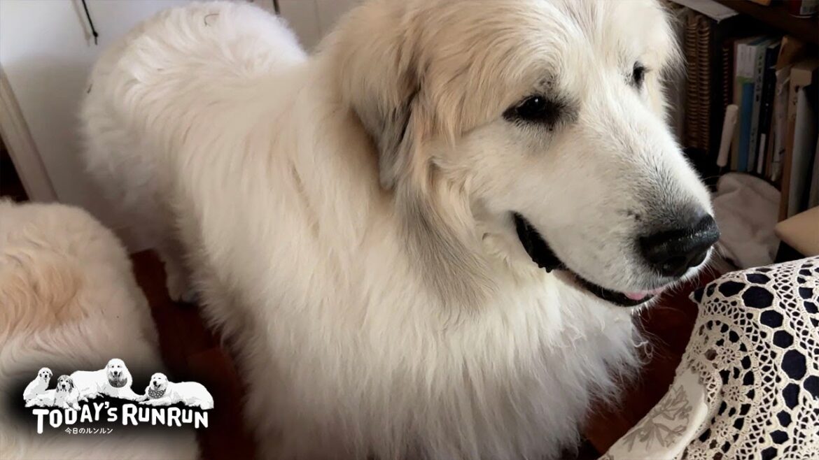 お父さん不在で退屈なのでお母さんの部屋に遊びにきたアランです　Great Pyrenees　グレートピレニーズ