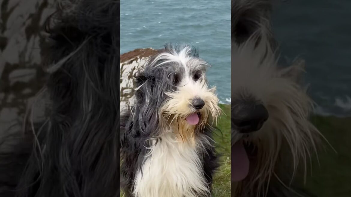 Devon’s rocky coast! #devon #southwestcoastpath #coast #views #dog #beardedcollie #shorts