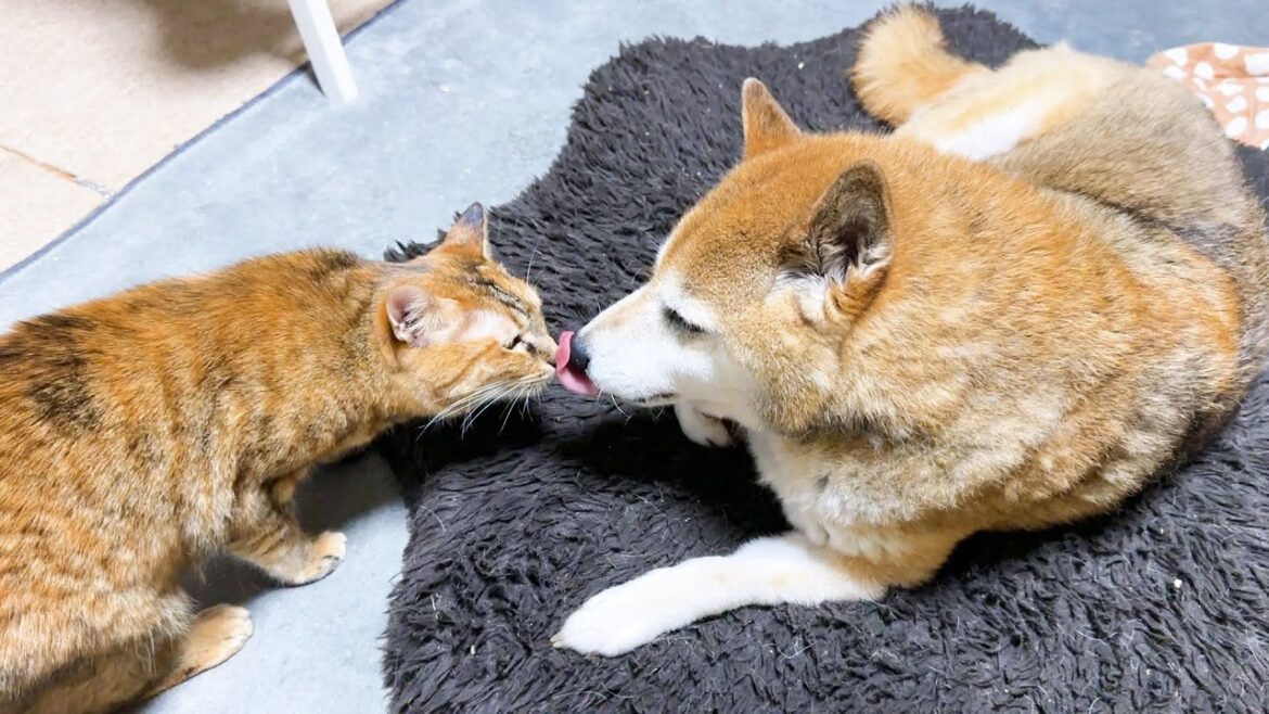 【犬と猫大家族】み~んな甘えちゃってます 【犬と猫大家族】み~んな甘えちゃってます