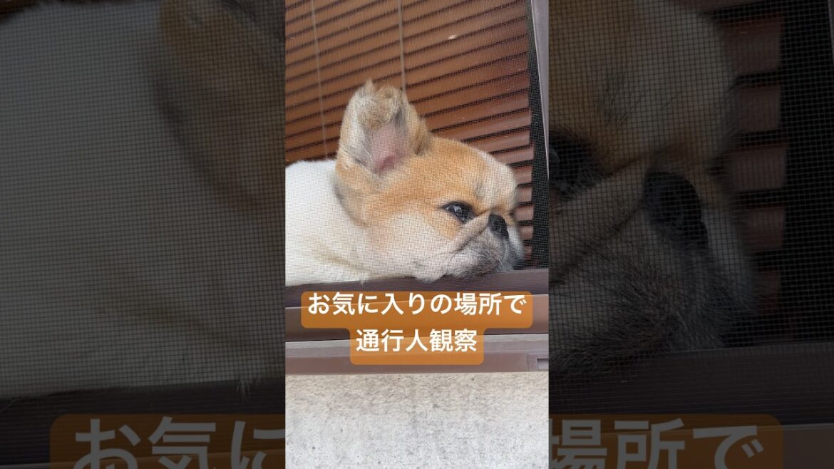 お気に入りの場所で通行人観察するわんこ #わんこのいる生活 #ペキニーズ #ぺきにーず #pekingese #いぬのきもち #いやしわんこ