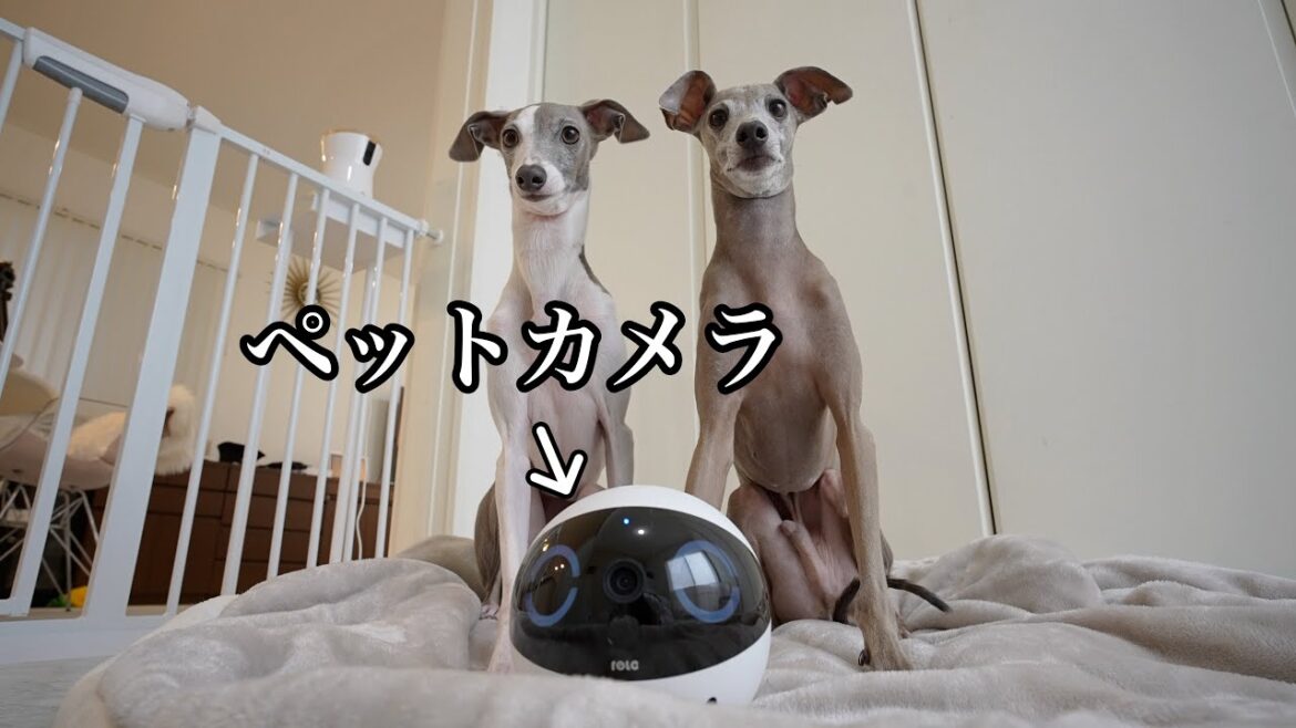 今話題のペットカメラが凄すぎた！！！【ROLA Mini】