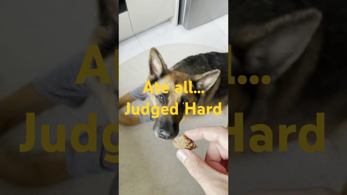 German Shepherds Wake Up Hungry… and Judgy 😅 #germanshepherd #gsd #dog #pets #shorts German Shepherds Wake Up Hungry… and Judgy 😅 #germanshepherd #gsd #dog #pets #shorts