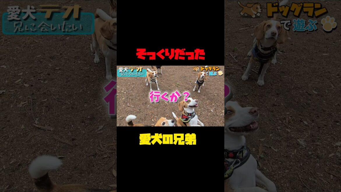 そっくりな犬の兄弟 #short  #ビーグル