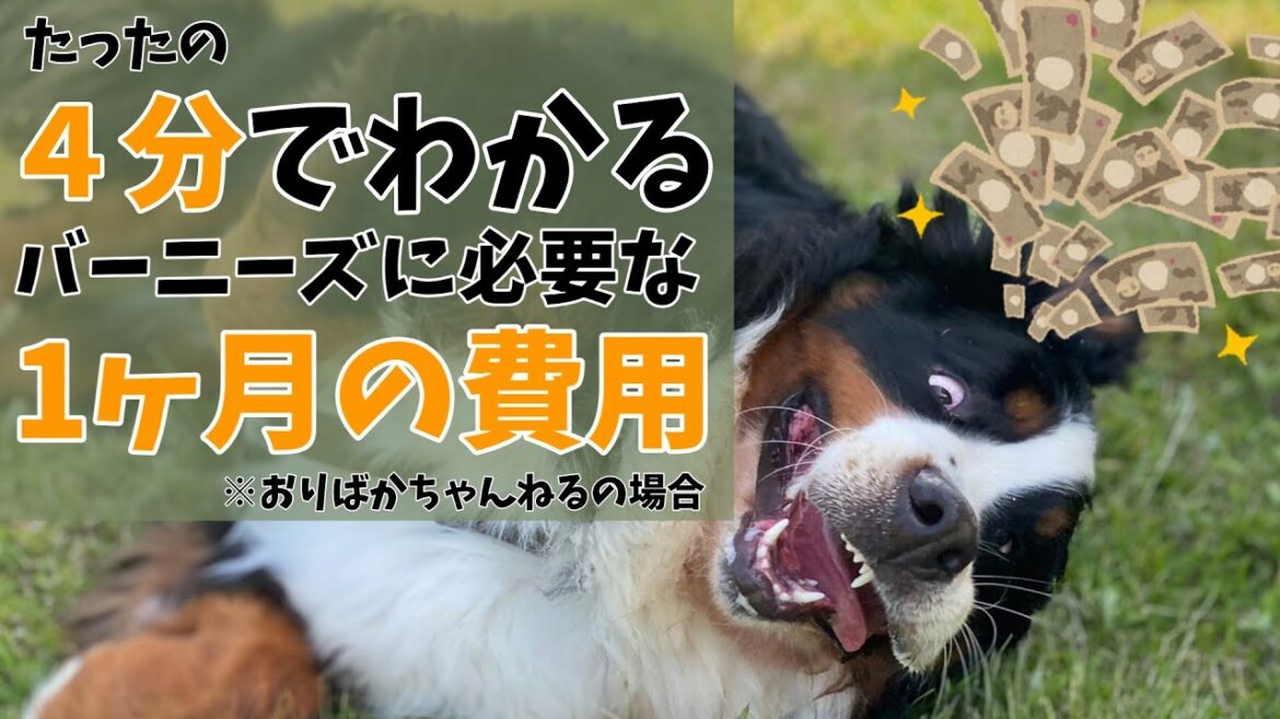 【バーニーズマウンテンドッグ】超大型犬オリバーに必要な1ヶ月の費用とは？！【生々しいお金の話】