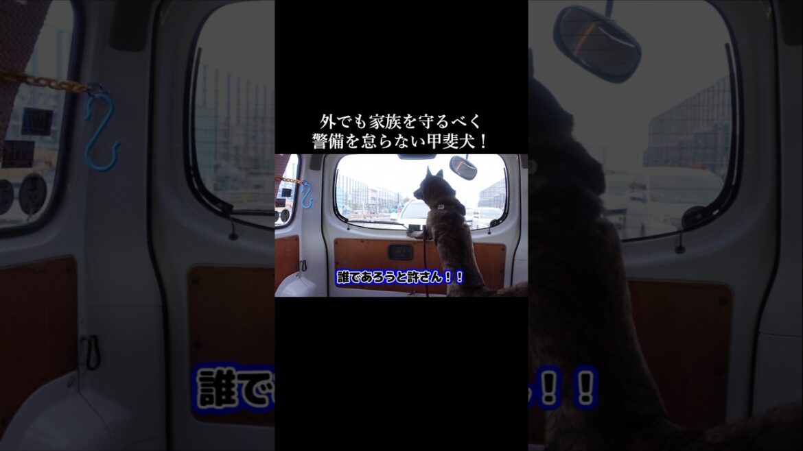 いつどんな時でも家族を守ろうと警備する甲斐犬　#甲斐犬 #柴犬 #youtubeshorts