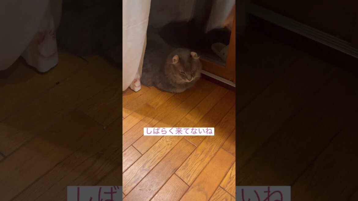 お友達を待つわ #アメリカンカール #ねこ動画 #猫のいる暮らし