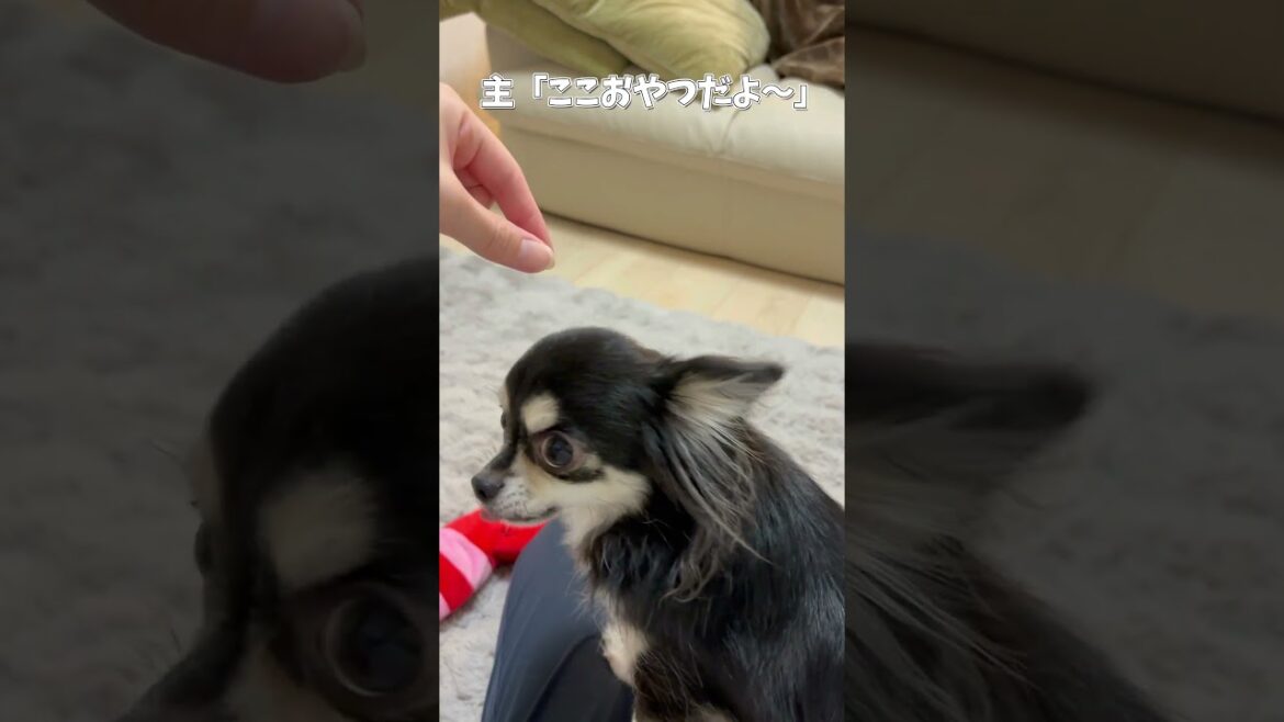 飼い主に騙されないチワワが可愛い　#ロングコートチワワ　#犬 #犬好きさんと繋がりたい #犬と猫どっちも飼ってると毎日たのしい #多頭飼い