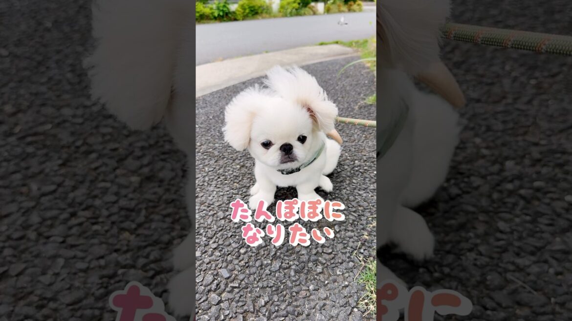 俺、実はたんぽぽになりたいねん　#ペキニーズ #子犬お迎え #いっぬ  #癒しの動画  #ぺたろー #pekinese