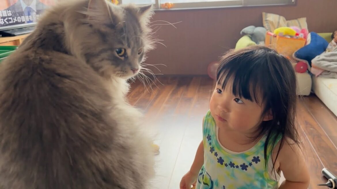 ランドセルが気に入った猫　サイベリアンA cat who likes school bags. Siberian