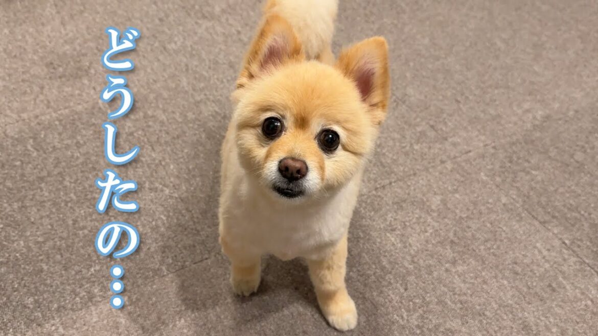 愛犬の様子がおかしくなりました…