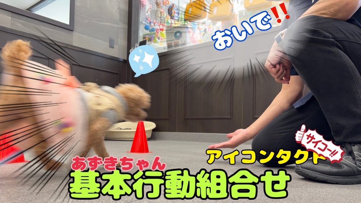 【幼稚園】あずきちゃん基本行動組合せ(万代店)