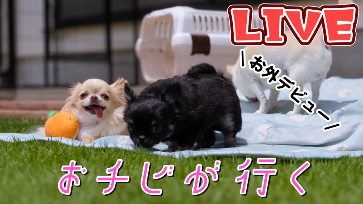 【Live】お外だドン!!生後52日のチワワ兄弟とお庭で雑談ライブ【ブリーダー】
