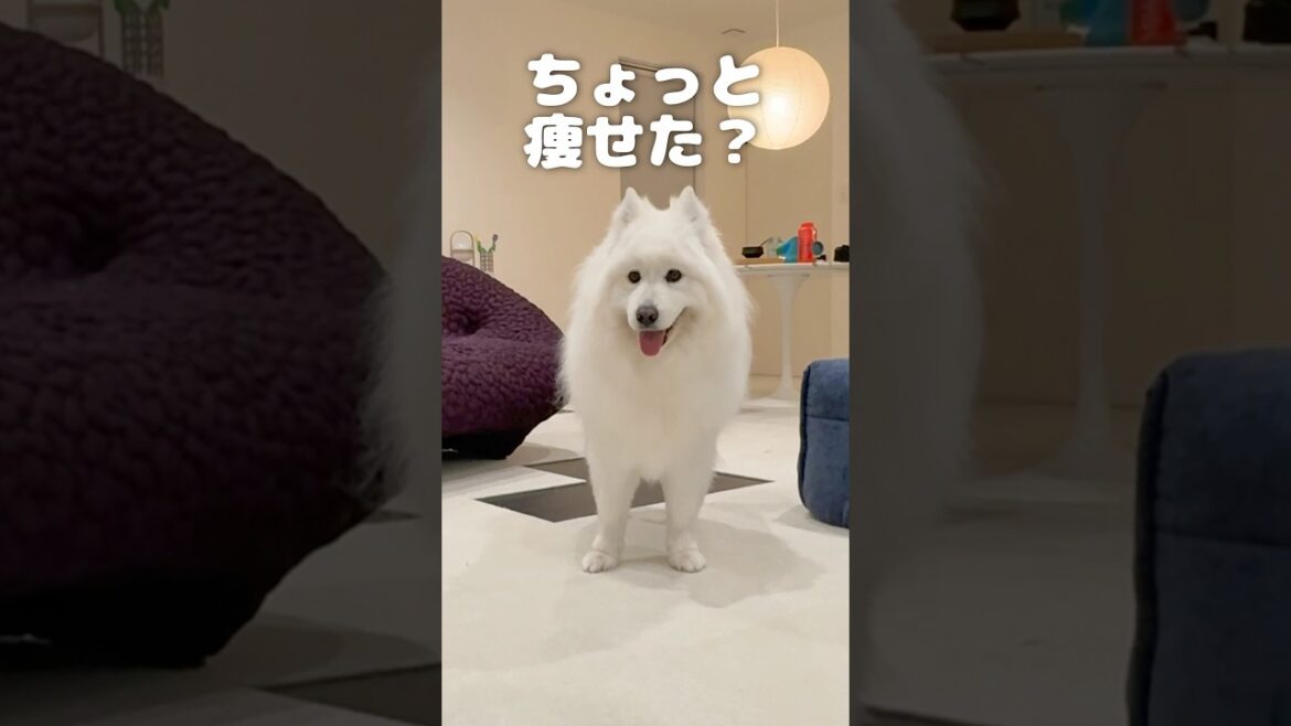 サモエドがトリミングから帰ってくると少し痩せてる　#samoyed #サモエド