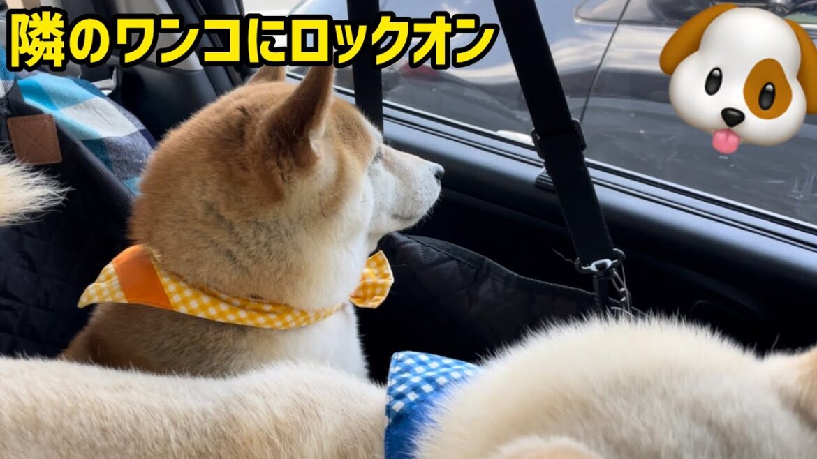 野生味強い柴犬が動く動物を見るとこうなります(笑)