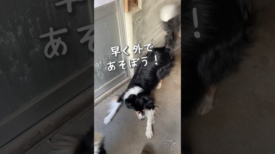 朝から元気にしっぽブンブンなボーダーコリー #ボーダーコリー #犬と田舎暮らし
