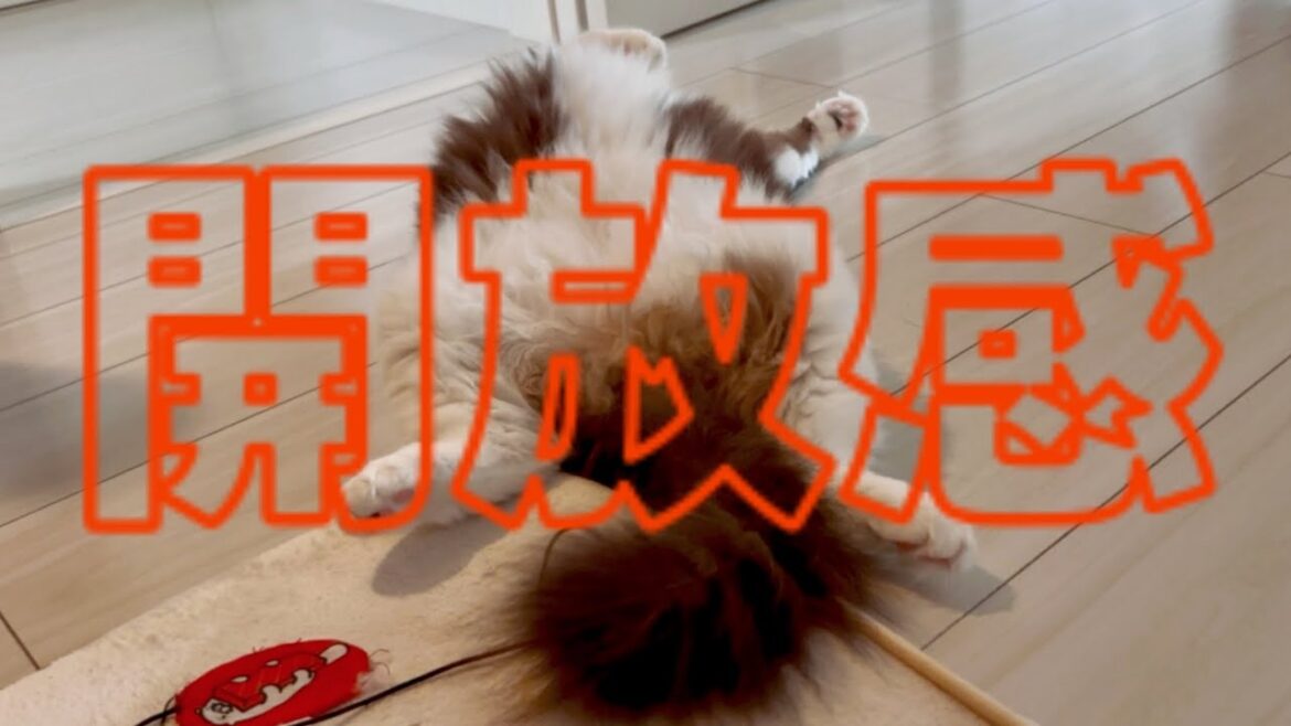 【でぶ猫】気分でヘソ天をベスポジに変えるラグドール😈