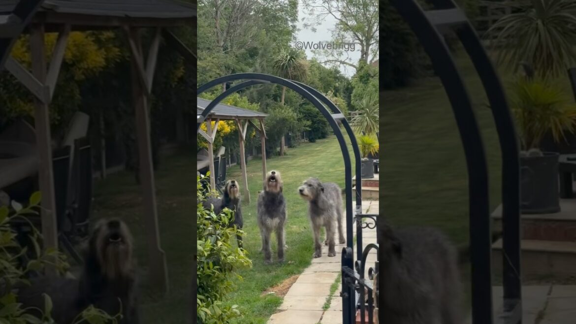 “Yes, it’s time for a walk!”🐺❤️ #irishwolfhound #dog #dogshorts #doglife #doglove