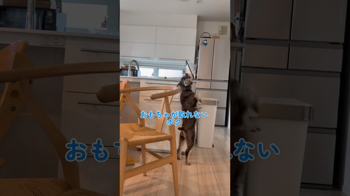 【ミニチュアシュナウザーの日常10連発！】　#ミニチュアシュナウザー #犬との暮らし #shorts #schnauzer #슈나우저