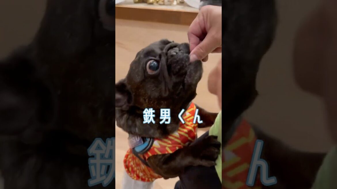 新商品のおやつをバグ喰いするフレブルはこちら#frenchbulldog #おやつ #犬のいる生活#フレンチブルドッグ 😉#frenchbulldog #面白い犬